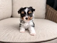 Wednesday, a female Yorkshire Terrier for sale in Jacksonville, FL – 5 of 5