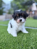 Pinkey, a female Yorkshire Terrier for sale in Jacksonville, FL – 3 of 6