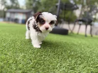 Moo Moo, a male Yorkshire Terrier for sale in Jacksonville, FL – 7 of 9