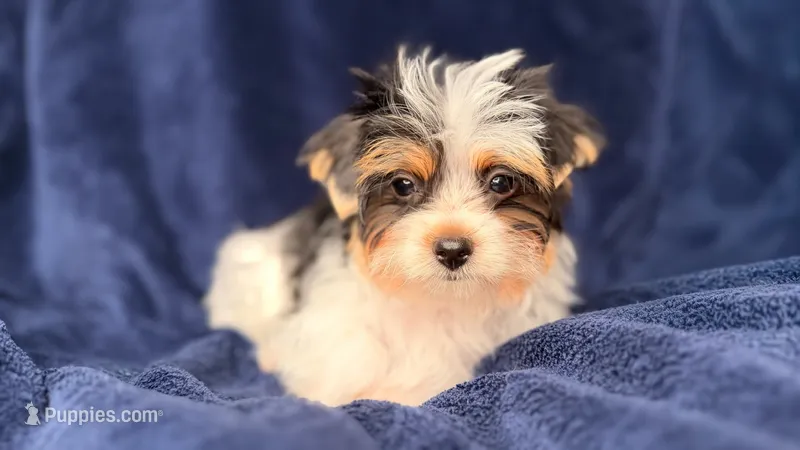 Button – Yorkshire Terrier puppy for sale in Jacksonville, FL