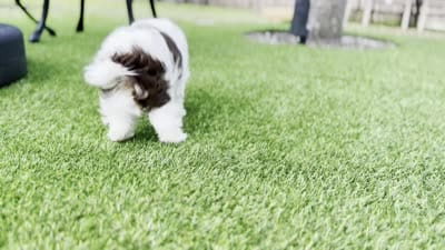 Moo Moo, a male Yorkshire Terrier for sale in Jacksonville, FL – 9 of 9