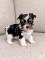Wednesday, a female Yorkshire Terrier for sale in Jacksonville, FL – 4 of 5