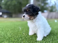 Pinkey, a female Yorkshire Terrier for sale in Jacksonville, FL – 4 of 6