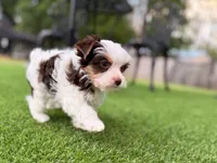 Moo Moo, a male Yorkshire Terrier for sale in Jacksonville, FL – 3 of 9