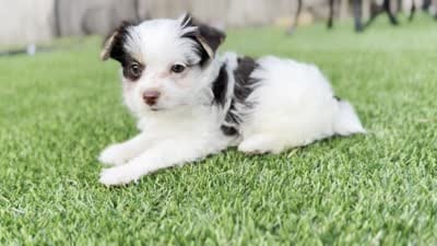 Theo, a male Yorkshire Terrier for sale in Jacksonville, FL – 4 of 4
