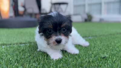 Pinkey, a female Yorkshire Terrier for sale in Jacksonville, FL – 6 of 6