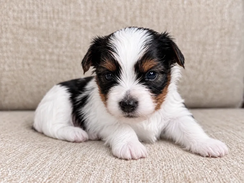 Lucky – Yorkshire Terrier puppy for sale in Jacksonville, FL