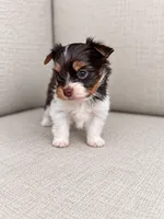 Freddie, a male Yorkshire Terrier for sale in Jacksonville, FL – 4 of 5