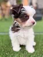 Moo Moo, a male Yorkshire Terrier for sale in Jacksonville, FL – 1 of 9