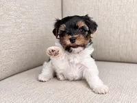 Oggie, a male Yorkshire Terrier for sale in Jacksonville, FL – 3 of 5