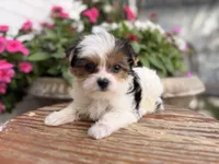 Pinkey, a female Yorkshire Terrier for sale in Jacksonville, FL – 2 of 9