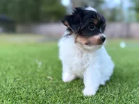 Pinkey, a female Yorkshire Terrier for sale in Jacksonville, FL – 2 of 6
