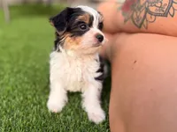 Button, a female Yorkshire Terrier for sale in Jacksonville, FL – 6 of 7