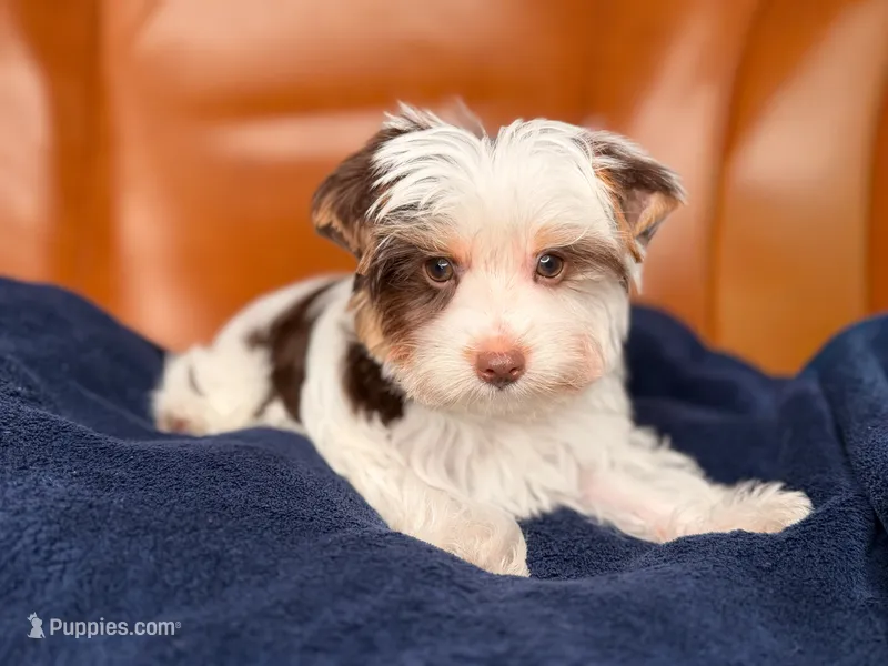 Moo Moo – Yorkshire Terrier puppy for sale in Jacksonville, FL