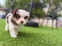 Moo Moo, a male Yorkshire Terrier for sale in Jacksonville, FL – 4 of 9
