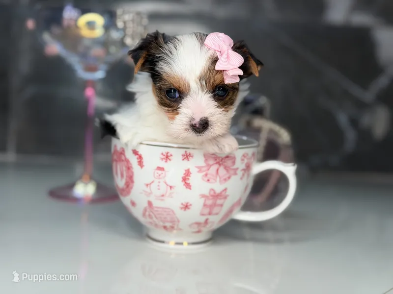 Pinkey – Yorkshire Terrier puppy for sale in Jacksonville, FL