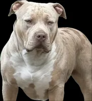 Rose, a female American Bully for sale in Bremerton, WA – 7 of 10