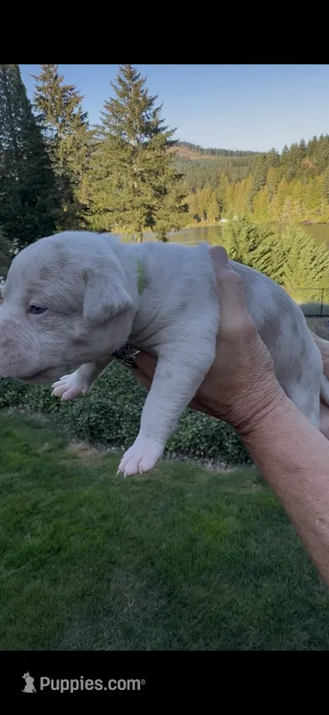 Green – American Bully puppy for sale in Bremerton, WA