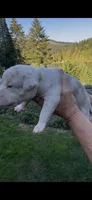 Green, a female American Bully for sale in Bremerton, WA – 1 of 4