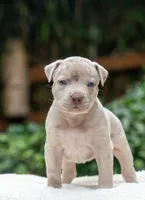Poppy, a female American Bully for sale in Bremerton, WA – 5 of 9