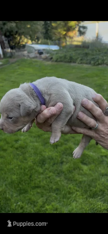 Purple – American Bully puppy for sale in Bremerton, WA