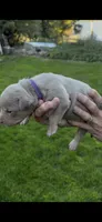 Purple, a female American Bully for sale in Bremerton, WA – 1 of 4