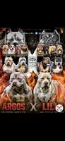 Purple, a female American Bully for sale in Bremerton, WA – 2 of 4