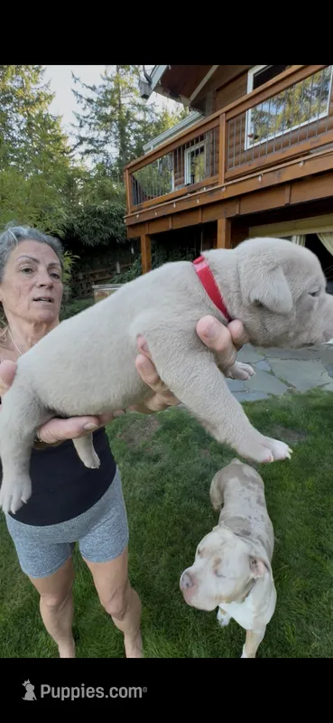Red – American Bully puppy for sale in Bremerton, WA