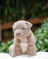 Rose, a female American Bully for sale in Bremerton, WA – 4 of 10