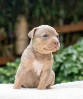 Iris, a female American Bully for sale in Bremerton, WA – 4 of 10
