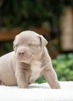 Rose, a female American Bully for sale in Bremerton, WA – 2 of 10