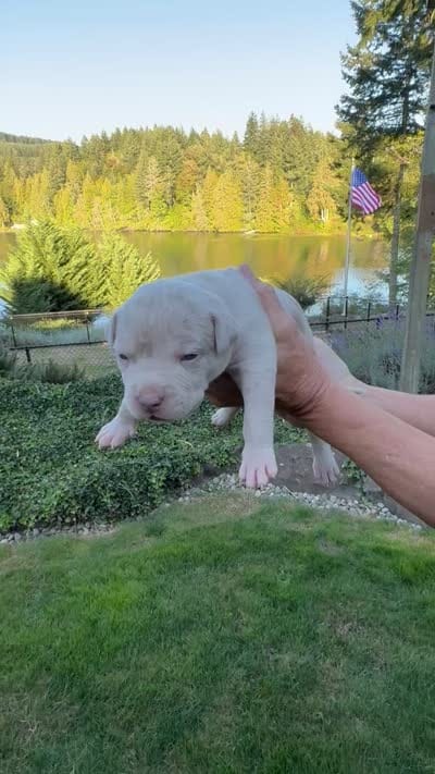Green, a female American Bully for sale in Bremerton, WA – 4 of 4
