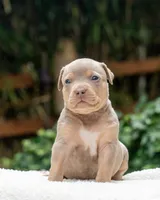 Iris, a female American Bully for sale in Bremerton, WA – 3 of 10