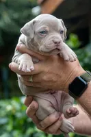 Dolly, a female American Bully for sale in Bremerton, WA – 3 of 10