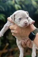 Dotty, a female American Bully for sale in Bremerton, WA – 2 of 9