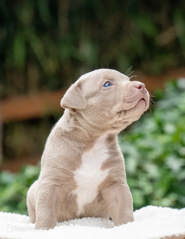 Rose – American Bully puppy for sale in Bremerton, WA