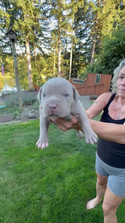 Orange, a female American Bully for sale in Bremerton, WA – 4 of 4