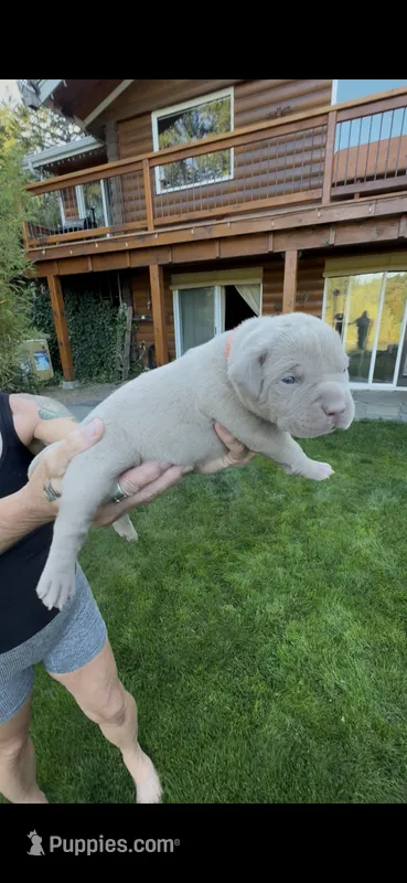 Orange – American Bully puppy for sale in Bremerton, WA