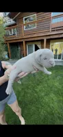 Orange, a female American Bully for sale in Bremerton, WA – 1 of 4