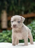 Poppy, a female American Bully for sale in Bremerton, WA – 7 of 9