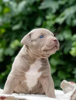 Rose, a female American Bully for sale in Bremerton, WA – 5 of 10