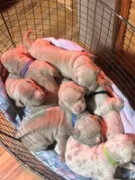 Black, a female American Bully for sale in Bremerton, WA – 3 of 4