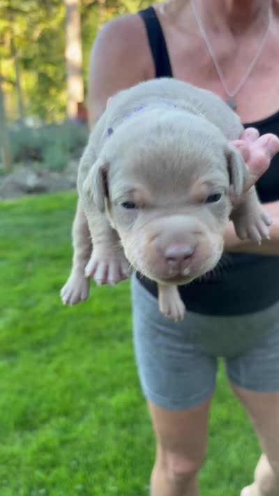 Purple, a female American Bully for sale in Bremerton, WA – 4 of 4