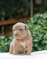 Iris, a female American Bully for sale in Bremerton, WA – 5 of 10