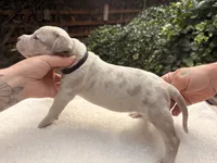 Dotty, a female American Bully for sale in Bremerton, WA – 7 of 9