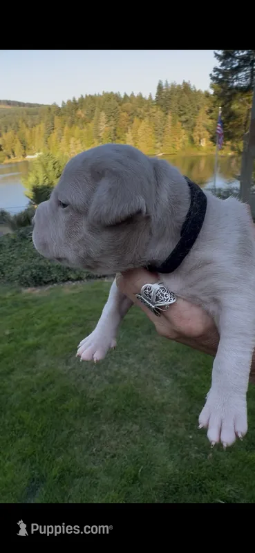 Black – American Bully puppy for sale in Bremerton, WA