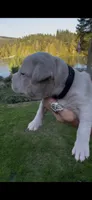 Black, a female American Bully for sale in Bremerton, WA – 1 of 4