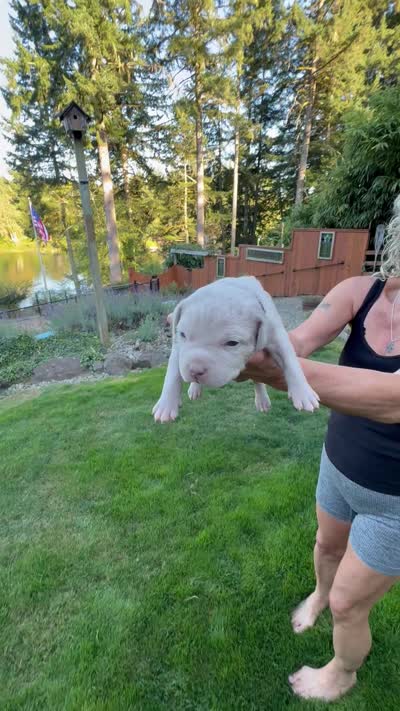 Black, a female American Bully for sale in Bremerton, WA – 4 of 4