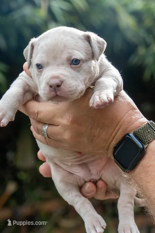 Dotty – American Bully puppy for sale in Bremerton, WA