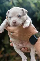 Dotty, a female American Bully for sale in Bremerton, WA – 1 of 9